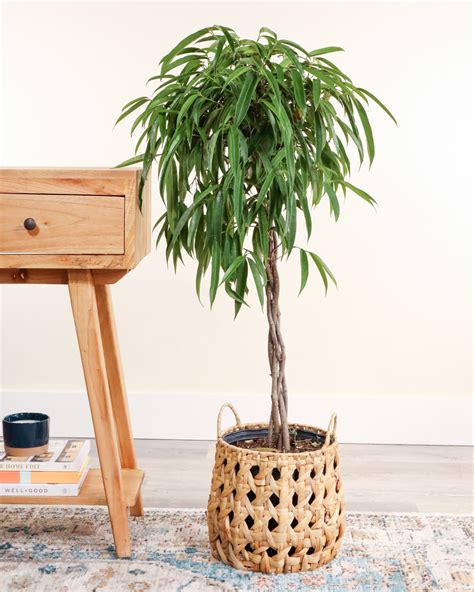 Buy Ficus 'Alii' Plant Online | Free Delivery Over $100