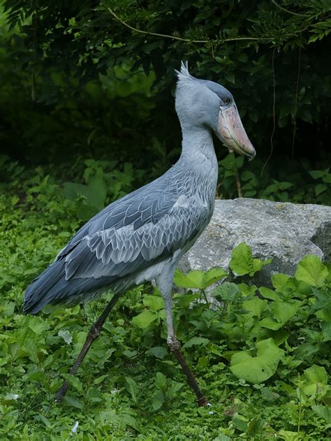 Shoebill Stork– Facts, Size, Sound, Habitat, Pictures