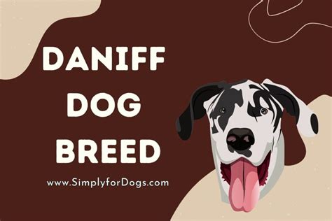 Daniff Dog (Everything You Need Know) - Simply For Dogs