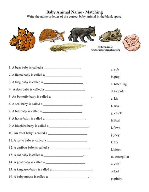 Baby Animal Names - Matching Quiz