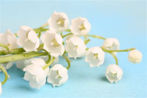 May Birth Flower: What is my Birth Flower?