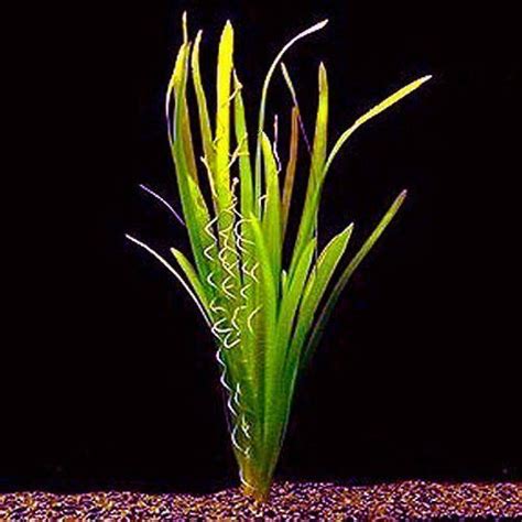 Vallisneria Aquarium Plants Archives | Arizona Aquatic Gardens ...