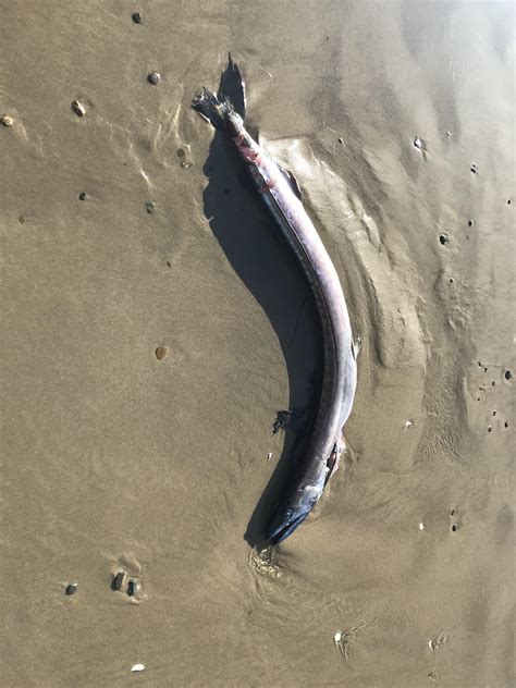 Fish found on the Oregon coast : r/whatisthisfish