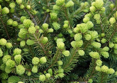 Dwarf Norway Spruce • Kiwi Nurseries Ltd