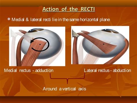 Eye muscles and ocular movements, laws of ocular motility