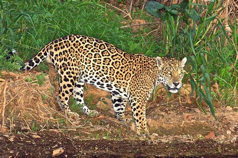 Trogon Tours » Wildlife of the Brazilian Pantanal and Cerrado | Pantanal, Animals wild, Wild cats