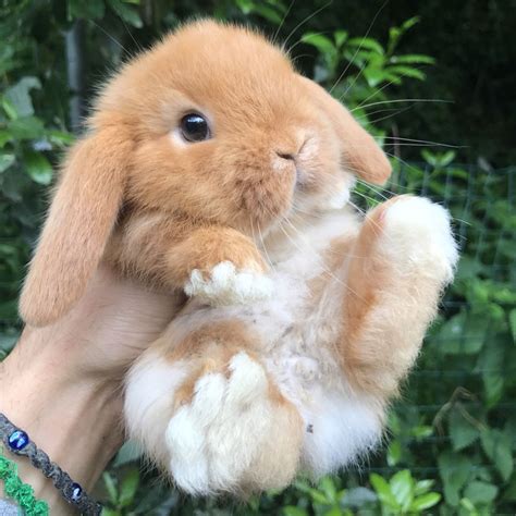 Cuccioli Disponibili | LA STALLA DEI CONIGLI Allevamento e vendita conigli nani Ariete Nano ...