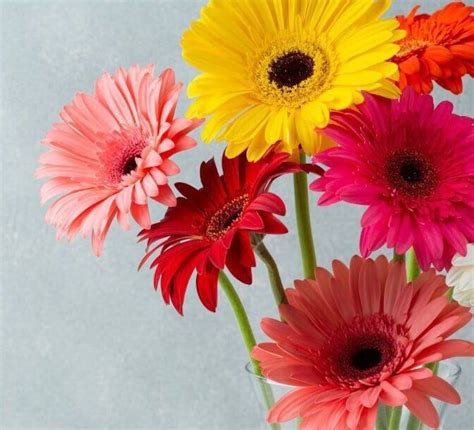 Giant Gerbera Daisy Hybrid Seeds Mix, Gerbera Jamesonii GE0110 - Etsy | Gerbera jamesonii ...