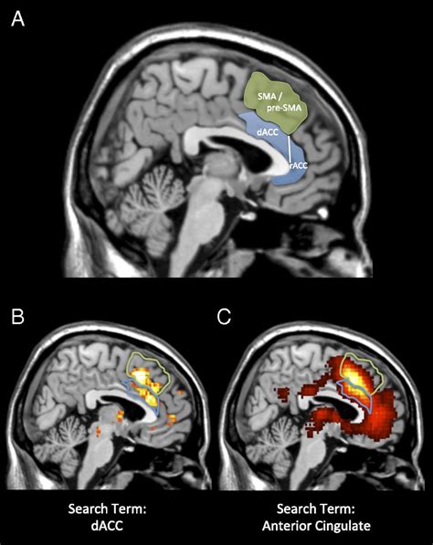 Anterior Cingulate Cortex