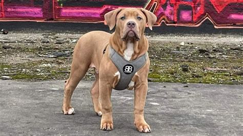 Unlicensed XL bully dogs to be banned in Scotland, Scottish government ...