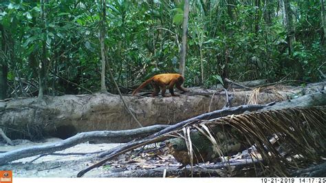 Behind the Camera: A Look at Camera Trap Impacts - Amazon Conservation Association