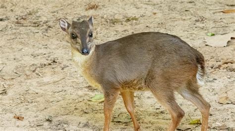 Blue Duiker - The Houston Zoo