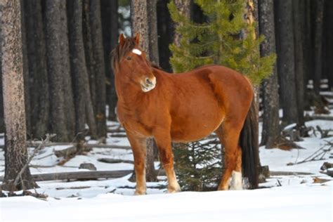 Information Session – The Wild Horses of Alberta Society