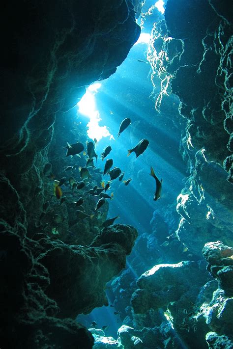 Cave | Joost van Uffelen | Ocean life, Underwater world, Underwater caves