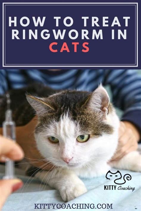 Ringworm Treatment for Cats