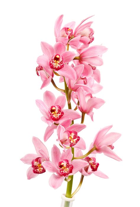 Cymbidium Orchid, Light Pink - Jacksonville Flower Market