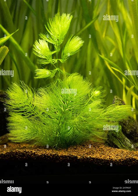 Hornwort plant (Ceratophyllum demersum) on a fish tank with blurred ...