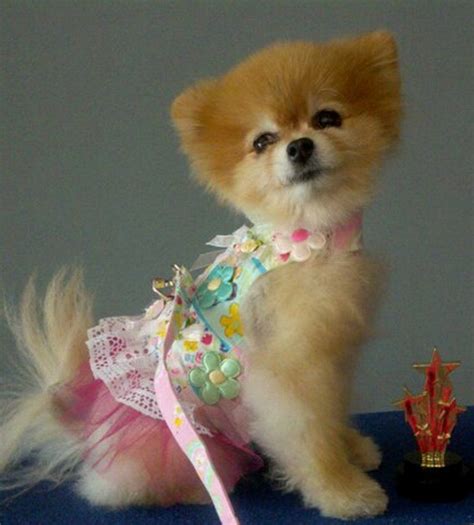 Bella Talks Hairstyles | Pomeranian puppy teacup, Pomeranian, Cute dogs