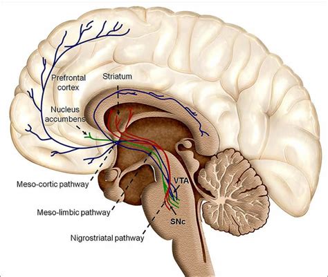 dopamine pathway News Research Articles