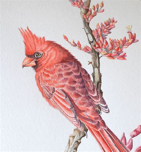 Cardinal Watercolor Original Watercolor Home Decor Bird - Etsy