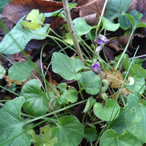 Sweet Violet (Viola odorata) seeds