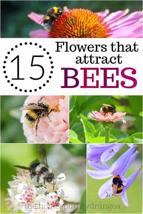 26 Ways to Attract Bumble Bees to Your Garden - The Homespun Hydrangea