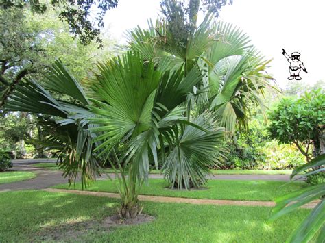 tog of coral gables dailyphoto: Talipot Palm (Corypha umbraculifera)