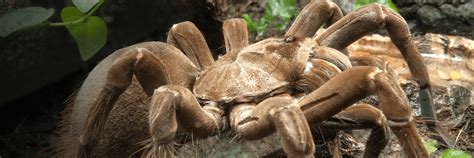 Goliath bird-eating spider | San Diego Zoo Wildlife Explorers