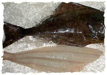 Atlantic Halibut | koshercatch