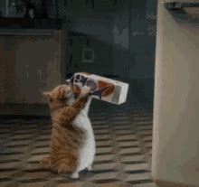 Milk Carton GIFs | Tenor