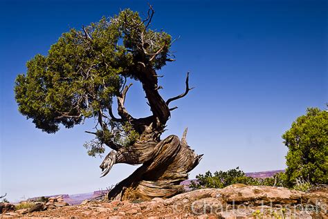 Old Trees Photography