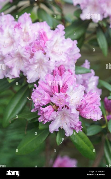 Purple rhododendron in flower in garden Stock Photo - Alamy