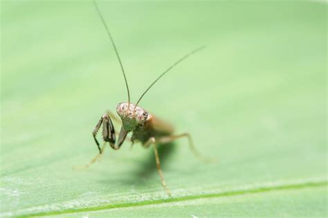 Mantis on a leaf 1855996 Stock Photo at Vecteezy