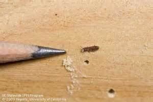 Powder Post Beetle Damage - PermaTreat Pest & Termite Control