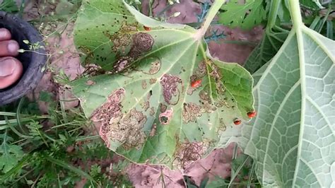 How look red pumpkin beetle, and how to symptoms appear on damage crop leaves - YouTube