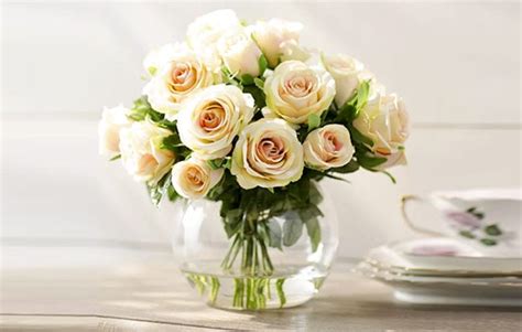 Peach Roses Meaning and Symbolism | All Rose Color Meanings