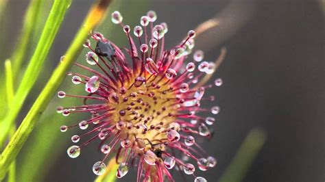 Sundew, Carnivorous Plant in Alaska - YouTube