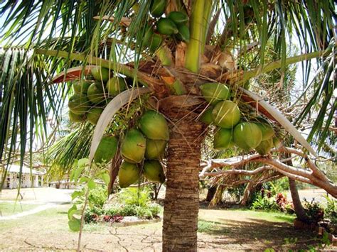 Dwarf Coconut Nursery