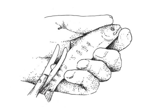 5.1-1. Clipping of adipose fin in Atlantic salmon parr (S. Mortensen,... | Download Scientific ...