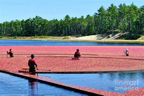 Plymouth Massachusetts Cranberry Harvest Cranberry Festival at the ...