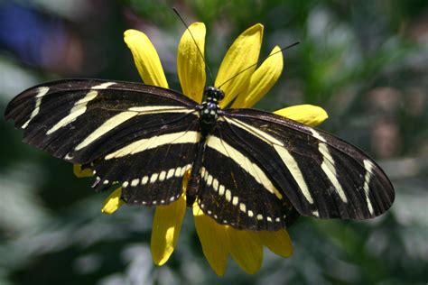 File:Zebra longwing butterfly.JPG - Wikipedia
