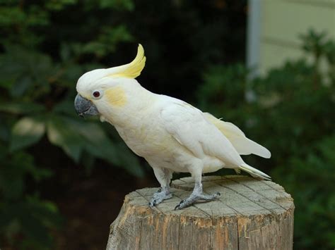 Yellow-Crested Cockatoo Facts, Care as Pets, Behavior, Price, Pictures