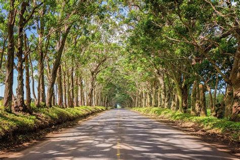 Eucalyptus Tree Tunnel - Kauai Hawaii Art Print by Brian Harig | Kauai hawaii, Tree tunnel, Best ...