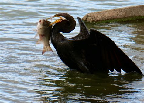 Fishing, feeding, drying, preening, Lake Monger – Pelican Yoga