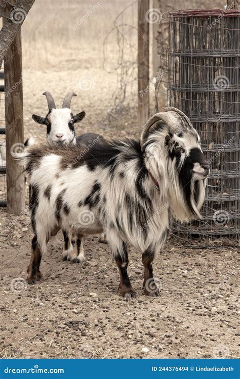 A Long Haired Black and White Female Nigerian Dwarf Goat Stock Photo ...