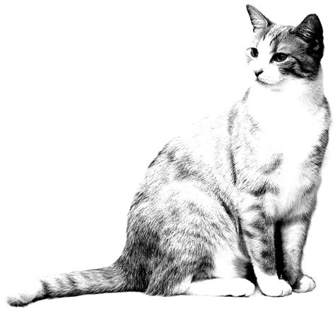 Realistic Cat Hard Coloring Pages Coloring Pages