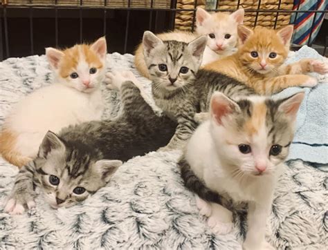 Tis the Season… for Kittens! | RSPCA NSW - RSPCA NSW