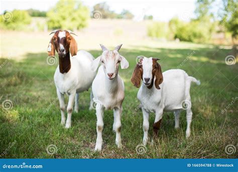 Group of Cute Baby Goats in a Grassy Field at the Time of Pasture Stock Photo - Image of horn ...