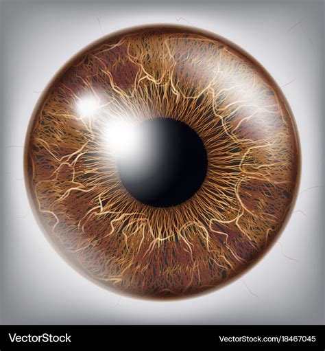 Human eye iris 3d realistic eyeball Royalty Free Vector