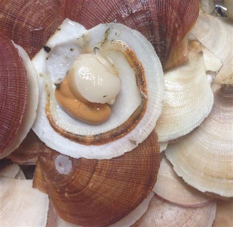 Scallops in Shell | Live Scallops | Seacore Seafood Products